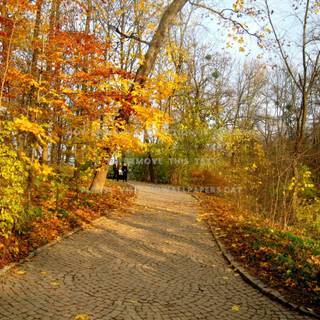 Ukraine autumn wallpaper