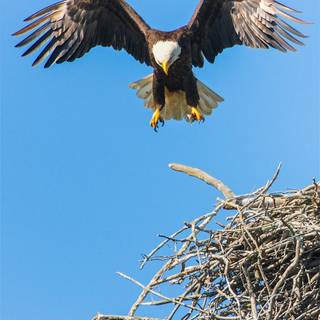 Eagle bird wallpaper