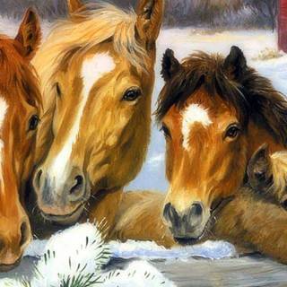 Colors of winter wallpaper