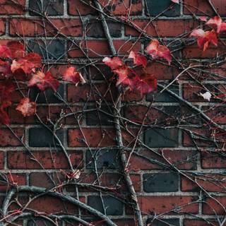 Canon EOS 77D wallpaper