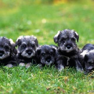 Miniature Schnauzer wallpaper