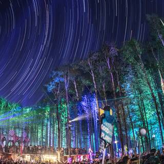 Forest desktop wallpaper