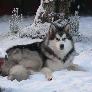 Full Hd Malamute Dog desktop wallpaper