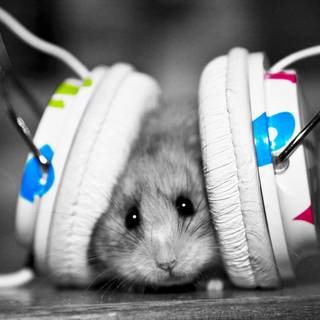 Golden hamster wallpaper