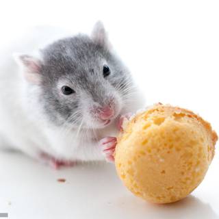 Golden hamster wallpaper