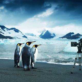 Penguin desktop wallpaper