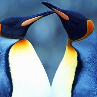 Penguin desktop wallpaper