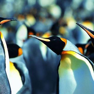 Penguin desktop wallpaper