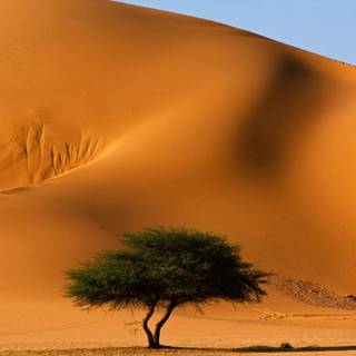 Desert dunes walking wallpaper