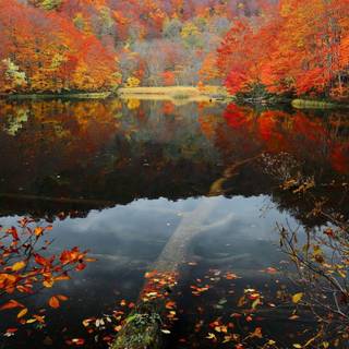 Fallen Leaf Lake wallpaper