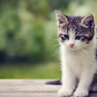 Christmas little kittens wallpaper