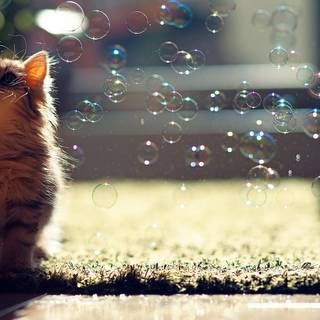 Christmas little kittens wallpaper