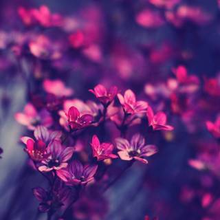 Purple aesthetic wide wallpaper