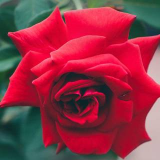 iPhone nature and love wallpaper