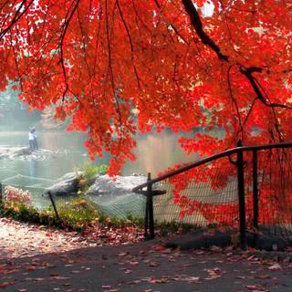 Hd nature mobile wallpaper