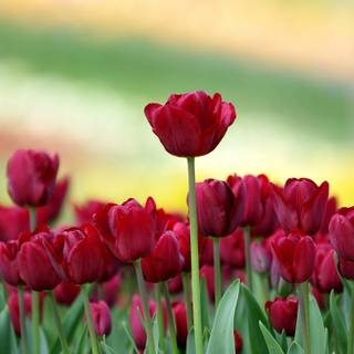 Tulips flowers wallpaper