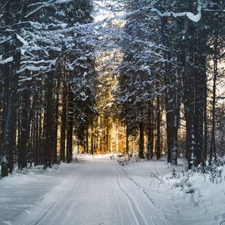 Snowy autumn trees wallpaper