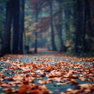 Snowy autumn trees wallpaper