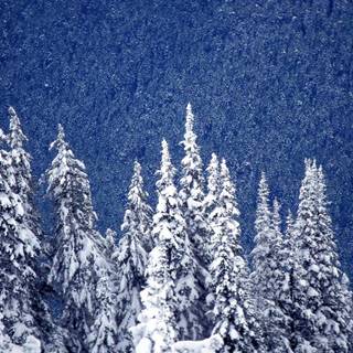 Let It Snow cast wallpaper