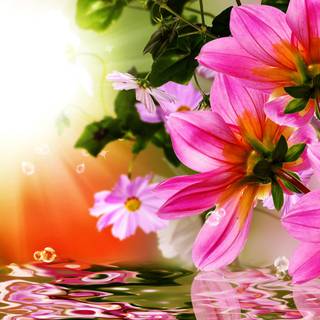 Reflection flowers wallpaper