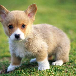 Adorable puppy wallpaper