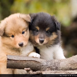 Adorable puppy wallpaper