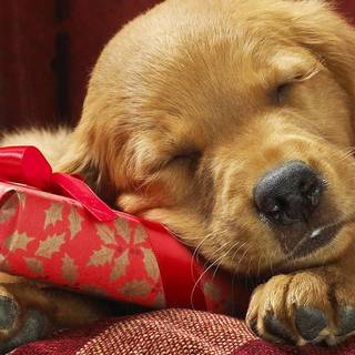 Puppy gift wallpaper
