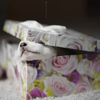 Puppy gift wallpaper