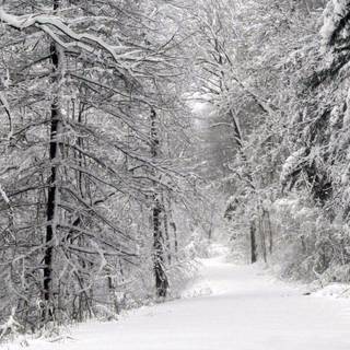 Winter storm wallpaper