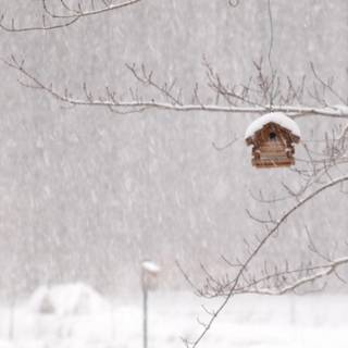 Winter storm wallpaper