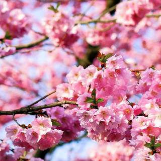 Cherry blossom phone wallpaper