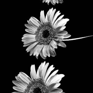 Rich life tumblr wallpaper