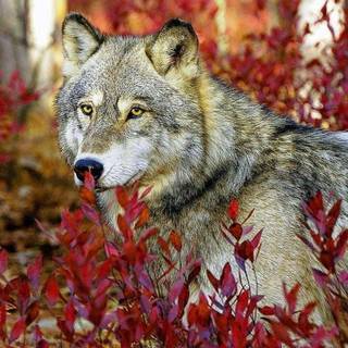 Red wolf desktop wallpaper