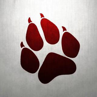 Red wolf desktop wallpaper