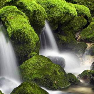 Cascades in forest wallpaper