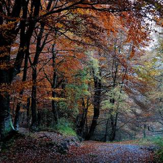 Colorful autumn forest wallpaper