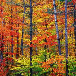 Colorful autumn forest wallpaper