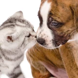 Cat and dog mobile wallpaper