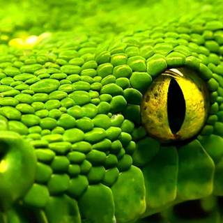 Green mobile HD wallpaper