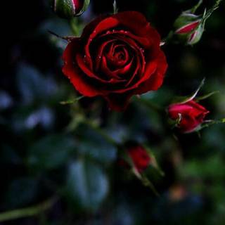 Mobile red rose flowers wallpaper