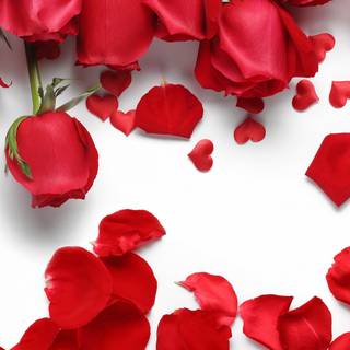 Mobile red rose flowers wallpaper