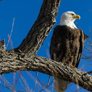 Eagle tree wallpaper