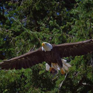 Eagle tree wallpaper