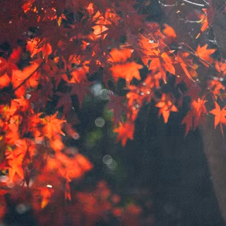 iPhone X Plus HD wallpaper