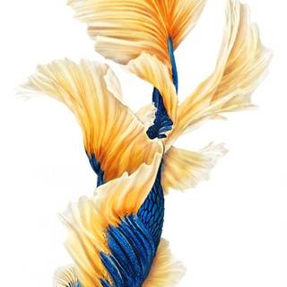 iPhone fish wallpaper