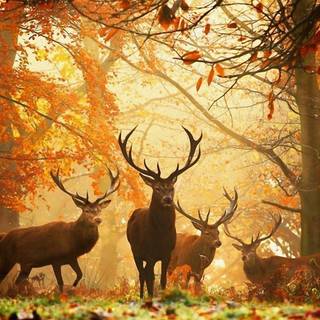 Deer fall wallpaper