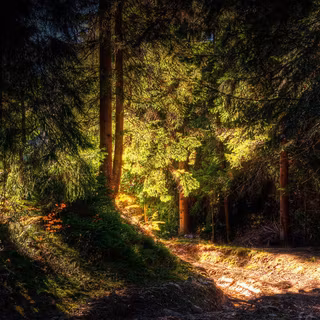 Forest beauties wallpaper