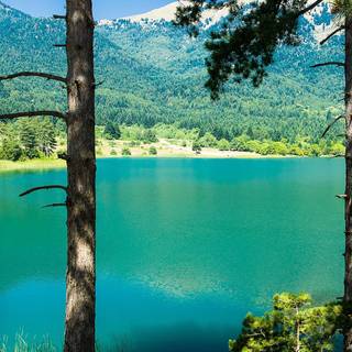 Forest beauties wallpaper