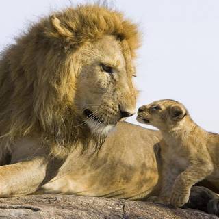 Young lion wallpaper