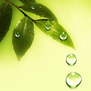 Water drops leaf wallpaper